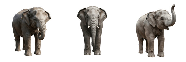 Obraz premium Large Asian Elephant Standing PNG Isolated on Transparent Background for Wildlife Safari Zoo Animal Nature Graphic Design Elements
