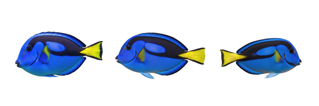 Vibrant Blue Tang Fish Dory PNG Isolated on Transparent Background for Tropical Marine Ocean Life and Aquarium Graphic Design