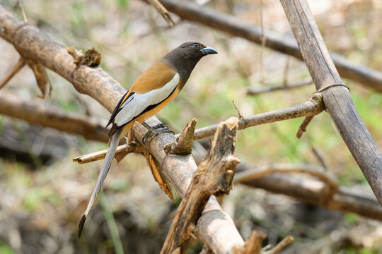 Rufous Treepie (Dendrocitta vagabunda) perched on a bamboo branch in a tropical forest, showing its distinctive long tail and colorful plumage.