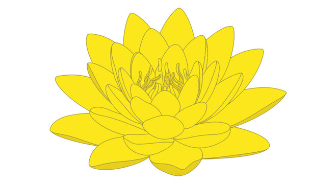 Vibrant Yellow Water Lily Flower Illustration
