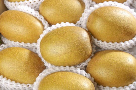 Fresh New Zealand Golden Kiwi Fruits in Protective Packaging Ready for Export