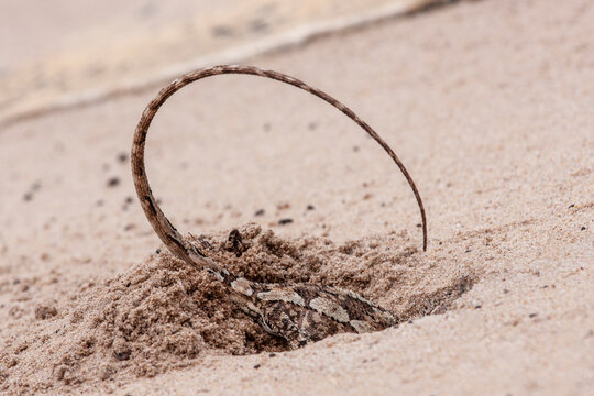 Gravid female Jacky Lizard digging nest chamber in sand