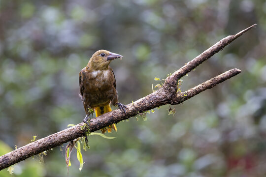 Oropendola perched on mossy branch in cloud forest of Ecuador