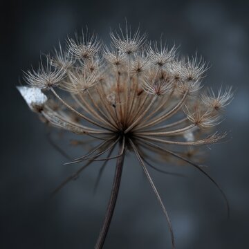 Seed head of a dried umbellifer flower against a blurred dark grey background