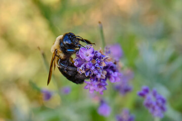 bee on lavender © Ivan