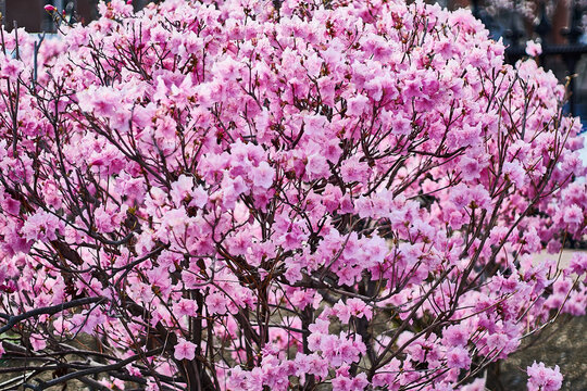 Close up of a Korean rosebay bush.