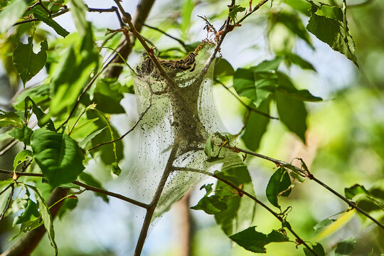 Tent caterpillar building silk tents on a branch.