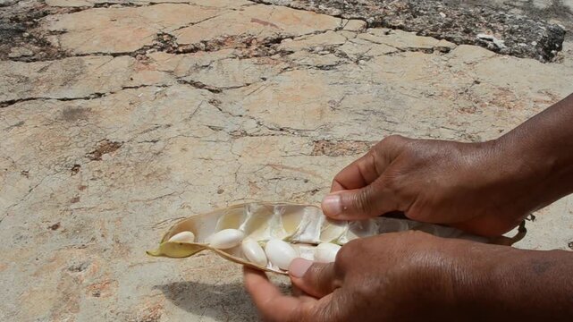 Hands opening a dried Jack bean seed pod to extract its large white beans, showcasing traditional harvesting and agriculture