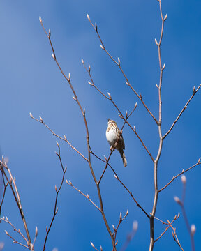 Song Sparrow Singing on Budding Branch