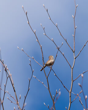 Song Sparrow Singing on Budding Branch