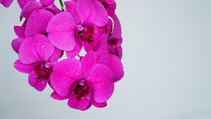 Close Up of Vibrant Pink Orchid Flowers with Water Droplets on Soft White Background