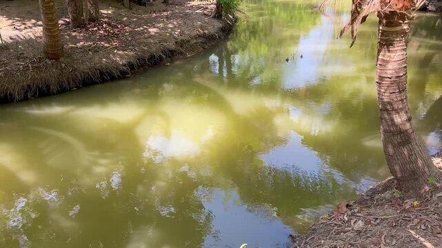 Calm water garden with peaceful natural