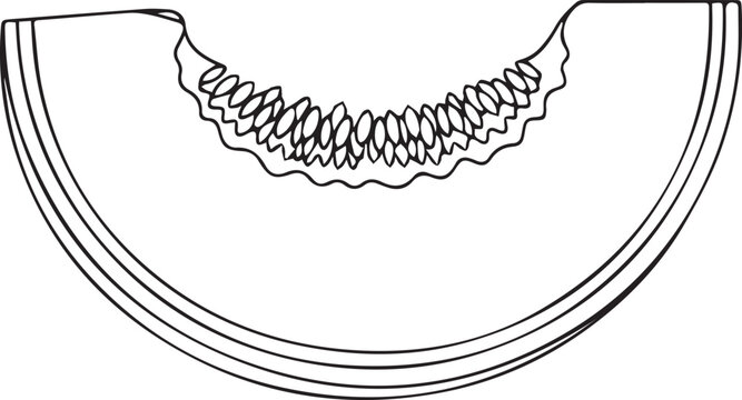 Minimalist melon slice line art, cantaloupe or honeydew fruit vector illustration, simple black and white outline of fresh melon wedge with seeds