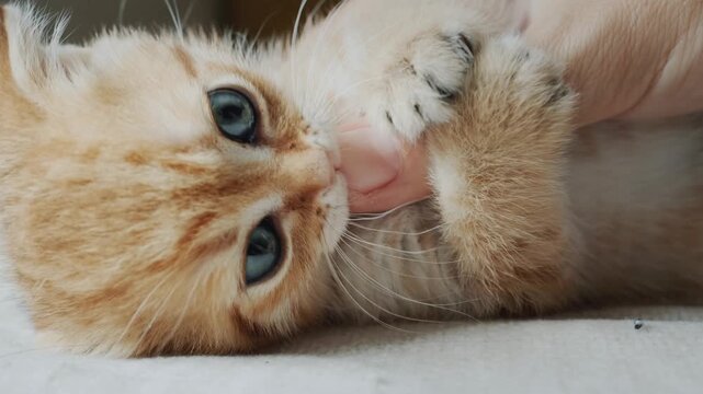 Close up of cute ginger kitten playing with human hand and biting fingers while lying on its back.