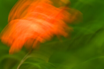 Fototapeta premium Photography of a detailed partial view of the peony flower painting