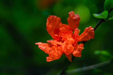 Photography of a detailed partial view of the peony flower painting © SHI