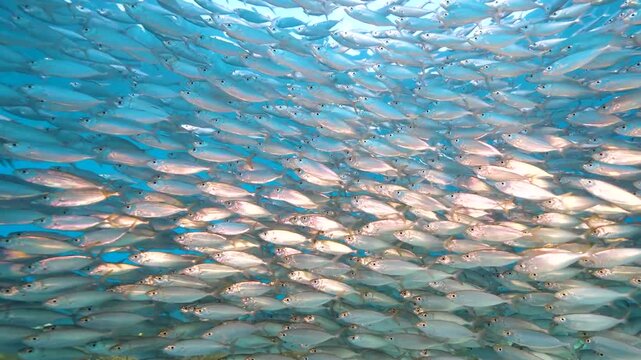 Massive School of Silver Fish Swimming Underwater, Stunning Marine Life Bait Ball