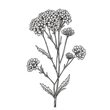 Delicate Clustered Allium Flowers Botanical Illustration