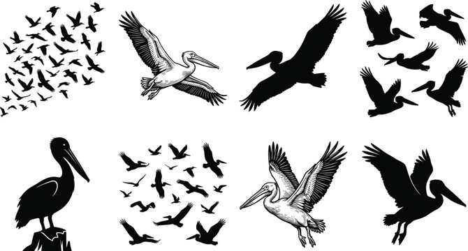Bird Silhouettes Flying Flock Collection Heron Pelican Wildlife Nature Vector Illustration