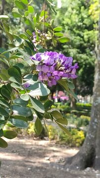 Dreams of beautiful purple flowers, which dazzle the garden with their beauty.Ensue&ntilde;os de bellas flores de color morado, que llegan a deslumbrar su belleza sobre el jard&iacute;n.(4)