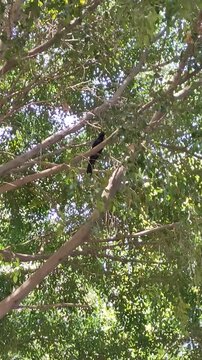 An adorable Mexican crow (Mexican grackle) resting on the branches of trees.Un adorable cuervo mexicano (zanate mexicano) descansando sobre las ramas de los &aacute;rboles.(10)