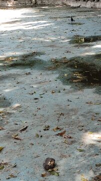 An adorable black crow (Mexican grackle) calmly walks across the floor of a garden fountain.Un adorable cuervo (zanate mexicano) de color negro tranquilamente camina sobre el suelo de una fuente de un