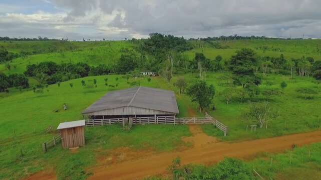 Milking barn in silvopastoral farm, Apu&iacute;, Amazonas, Brazil: andiroba (Carapa guianensis), ing&aacute; (Inga edulis), castanha do par&aacute; (Bertholletia excelsa).