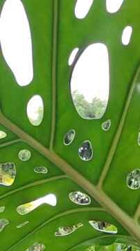 A beautiful, large, thick, green leaf from a plant; it has various shapes on it.Una linda hoja grande y gruesa de color verde de una planta; en ella tiene distintas figuras.(25).