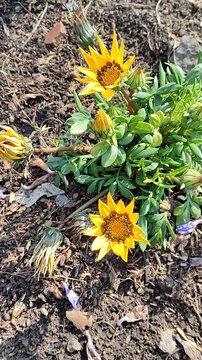 A pretty word written with threads of stamens on the ground of a garden in the morning.Una linda palabra escrita con hilos de estambres sobre el suelo de un jard&iacute;n por la ma&ntilde;ana.28)