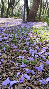 Many purple jacaranda flowers are already scattered on the grass in the gardens, as a declaration of love.Muchas flores de color morado de jacarandas ya se encuentran tiradas sobre el pasto de los jar