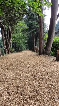 A beautiful sunrise over an elegant park covered with a variety of trees of different sizes.Un hermoso amanecer de un elegante parque cubierto de variedades de &aacute;rboles de diferentes tama&ntilde;os.(39)