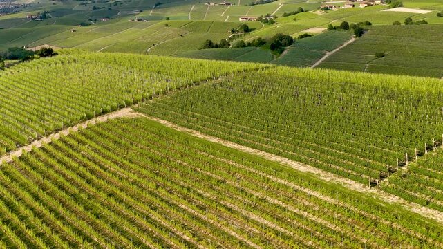 Aerial View of Rolling Green Vineyards in Piedmont Italy