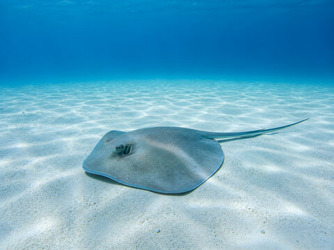 Underwater view of a graceful stingray gliding over a sandy seabed in clear blue ocean water