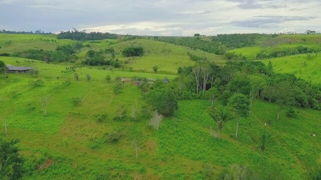 Rotational grazing paddocks in Apu&iacute;, Amazonas, Brazil: andiroba (Carapa guianensis), ing&aacute; (Inga edulis), castanha do par&aacute; (Bertholletia excelsa).