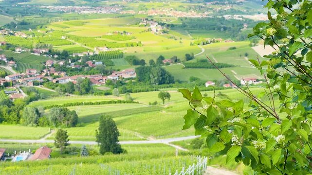 Scenic View of Rolling Green Vineyards in Piedmont Italy Countryside