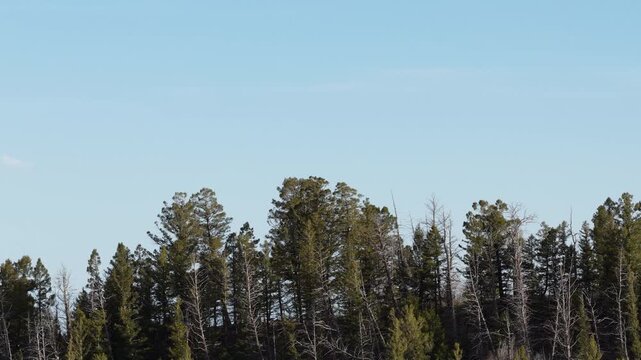 Aerial tilt down reveal Ashley National Forest in northeast Utah Uinta Mountains in spring time