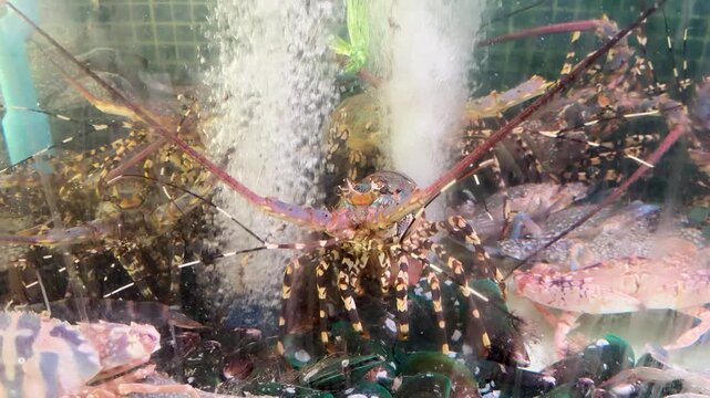 Live Spiny Lobster in a Fresh Seafood Market Tank in Thailand