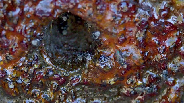 Australian Native Stingless Bees Swarming Around a Propolis Hive Entrance