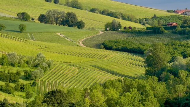 Rolling Green Hills and Vineyards in Piedmont Italy Countryside