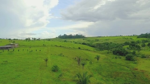Aerial panorama of silvopastoral hills in Apu&iacute;, Amazonas, Brazil: andiroba (Carapa guianensis), ing&aacute; (Inga edulis), castanha do par&aacute; (Bertholletia excelsa).