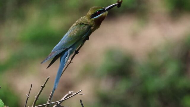 Cinematic close up wildlife shot of a vibrant bee-eater bird perched on a dry branch holding a caught insect prey in its beak against a smooth green bokeh background.