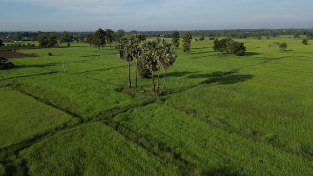 The rice-growing landscapes of northeastern Thailand are uniquely characterized by vast open field scattered with large trees. These areas serve as one of the country's most important rice-producing.