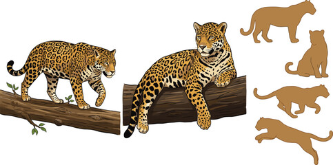 Leopard Wild Animal Vector Collection featuring Realistic Big Cat Poses, Silhouettes, and a Jungle Nature Illustration Set. © Jannatun