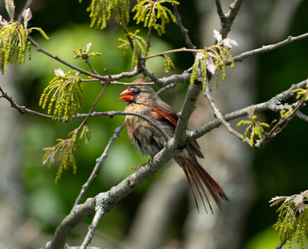 bird perching behind tree branches