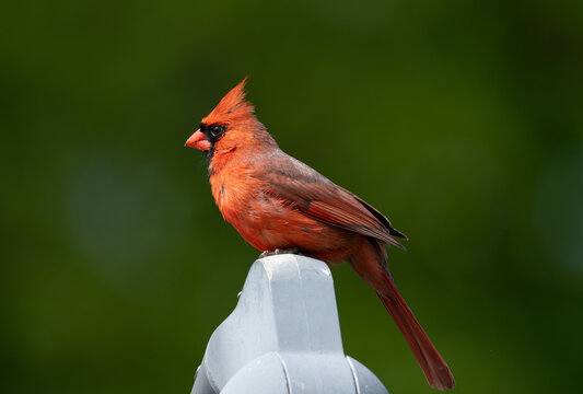male cardinal perching on post
