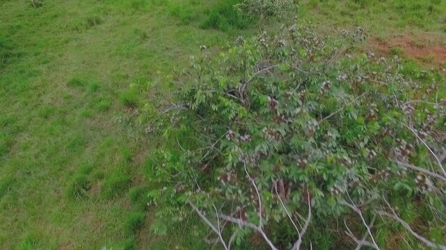 Top-down drone view of silvopastoral rows in Apu&iacute;, Amazonas, Brazil: andiroba (Carapa guianensis), ing&aacute; (Inga edulis), castanha do par&aacute; (Bertholletia excelsa).