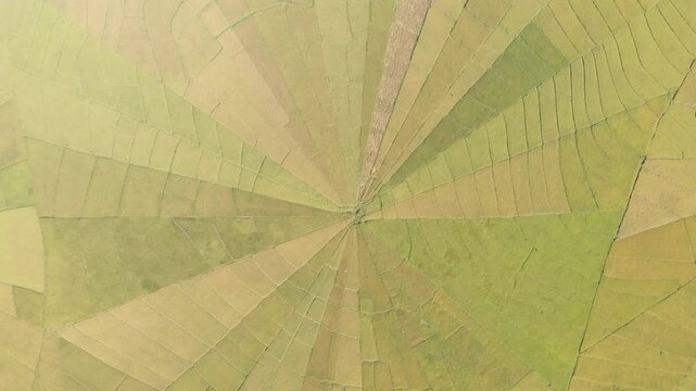 Aerial top view of the famous spider web rice paddies near Ruteng on Flores Island, Indonesia, showcasing geometric agricultural patterns in vibrant green and golden tones.