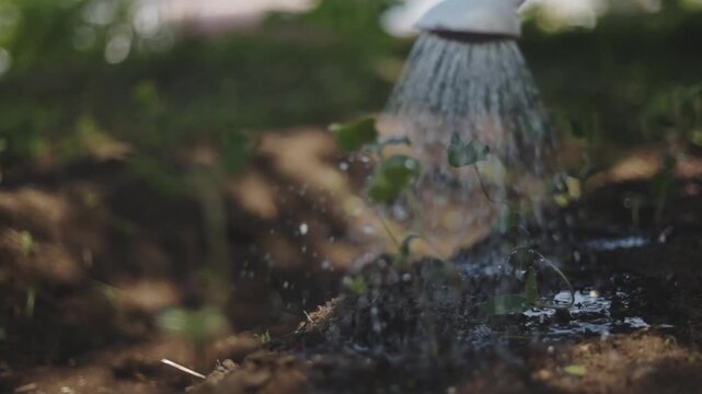 晴れた日の畑で苗にじょうろで水をあげるスーパースロー映像 家庭菜園と植物の成長イメージ（AI生成）