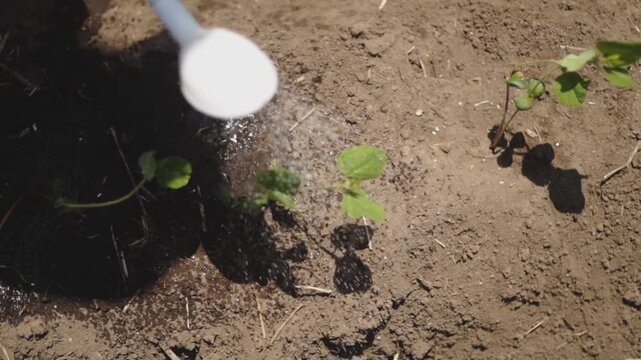 晴れた日の畑で苗にじょうろで水をあげるスーパースロー映像 家庭菜園と植物の成長イメージ（AI生成）