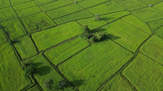 An aerial drone shot captures a vibrant patchwork of lush green rice paddies and agricultural fields.Landscape show different pattern at morning in the northeastern Thailand.